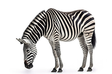 Fototapeta na wymiar Zebra isolated on white background. Photorealistic generative art.