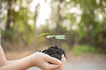 .World environment day concept with girl holding small trees in both hands to plant in the ground. hand holding small tree for planting in forest. green world. morning light on nature background.