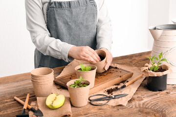 Woman planting green seedlings in peat pots at table near light wall, closeup