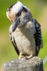 Close up of a beautiful Kookaburra bird in a gum tree in Australia. Australian Native bird.