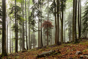 Foggy tree forest landscape.