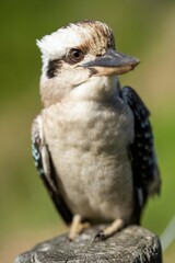 Vibrant Avian Species: Kookaburra Sitting in NSW Australia's Gum Tree