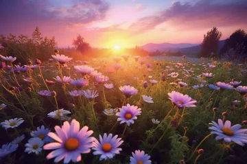 Fototapeten Sunrise Bloom 5 © SandOtnim
