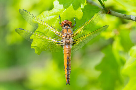 Libellula fulva - scarce chaser - Spitzenfleck