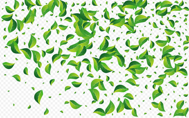 Olive Leaf Transparent Vector Transparent