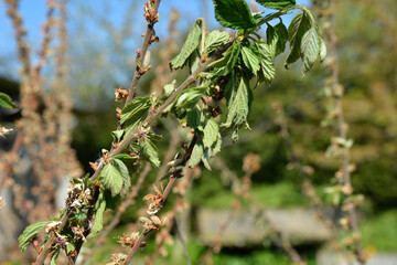 Diseases of the cherry tree.cherry fungal disease, moniliosis or monilialny burn.