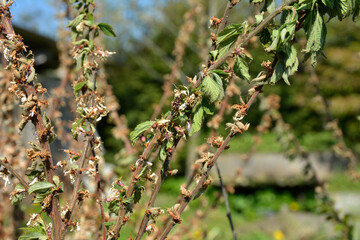 Diseases of the cherry tree.cherry fungal disease, moniliosis or monilialny burn.