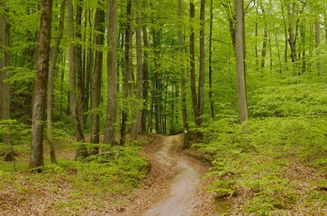 footpath in the green spring forest