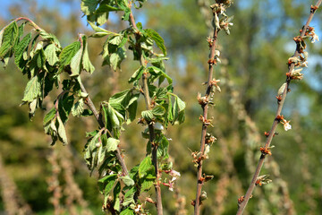 Diseases of the cherry tree.cherry fungal disease, moniliosis or monilialny burn.