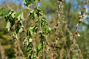 Diseases of the cherry tree.cherry fungal disease, moniliosis or monilialny burn.