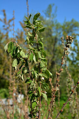 Diseases of the cherry tree.cherry fungal disease, moniliosis or monilialny burn.