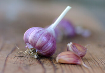 Organic garlic whole and cloves on the wooden background