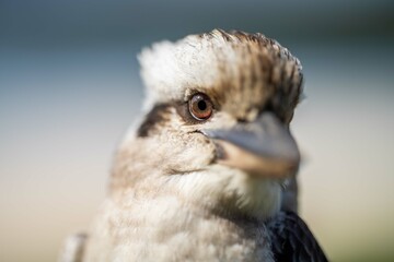Vibrant Avian Species: Kookaburra Sitting in NSW Australia's Gum Tree