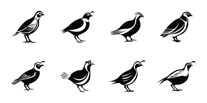 Quail vector clipart bundle