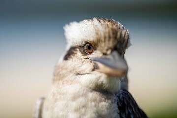 Vibrant Avian Species: Kookaburra Sitting in NSW Australia's Gum Tree
