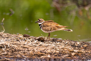 A killdeer (Charadrius vociferus) stands in shallow water.