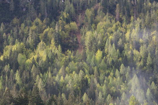 gli splendidi boschi in primavera con tante sfumature di verde, la bellezza dei boschi delle Dolomiti in primavera
