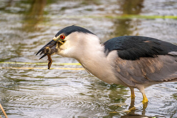 Black-crowned night heron (Nycticorax nycticorax) eating a duckling.