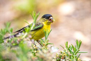 The lesser goldfinch (Spinus psaltria) sits on a rosemary bush and eats seeds. 