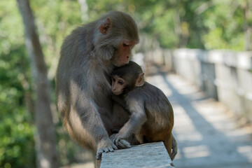 Monkey family from sundarban mangrove forest bangladesh