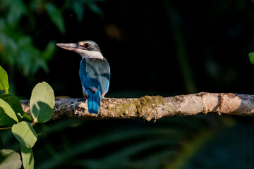 collared   kingfisher from sundarban mangrove forest bangladesh