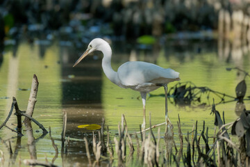 fishing technique of egret from the mangrove forest Sundarban bangladesh