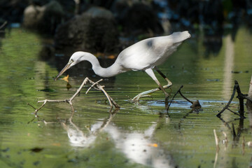 fishing technique of egret from the mangrove forest Sundarban bangladesh