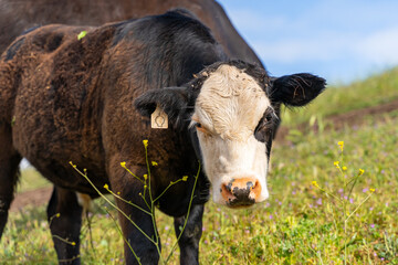 Close-up of young calf, California