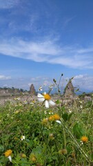 landscape with flowers