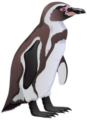 Humboldt Penguin on White Background