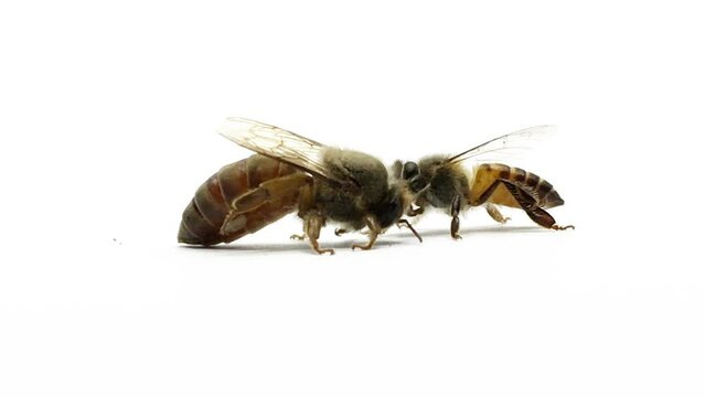 Close-up Indian Queen Bee (Apis cerana indica) with workers on white.
