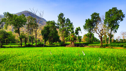 field and blue sky