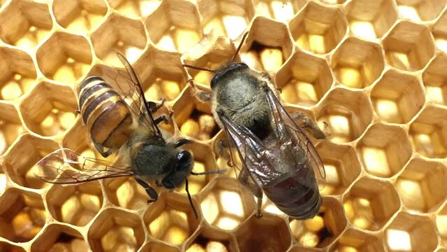 Close-up Indian Queen Bee (Apis cerana indica) With worker bee.
