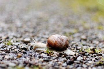 snail on a stone