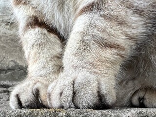 Furry cat's  paws close up.