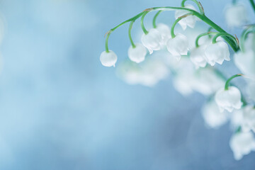 Wiosenne kwiaty konwalie majowe na kolorowym tle  © Elżbieta Kaps