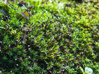 shade garden　苔の花