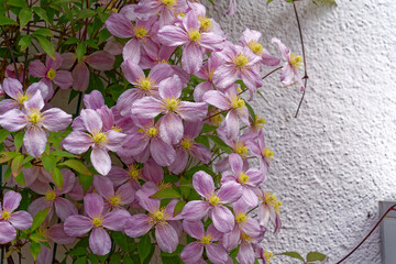 White facade of apartment building with close-up of beautiful pink Clematis flowers at City of Zürich district Schwamendingen on a cloudy spring day. Photo taken May 11th, 2023, Zurich, Switzerland.