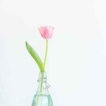 One pink tulip in blue bottle vase on table close up on white background, copy space square photo