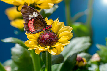 Macro shots, Beautiful nature scene. Closeup beautiful butterfly sitting on the flower in a summer garden.