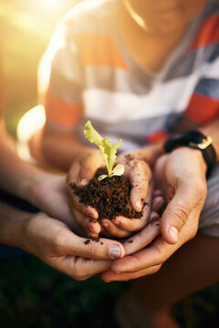 Hands of family, soil or plant in garden for sustainability, agriculture care or farming development. Backyard, natural growth or closeup of parents hand holding sand or planting for teaching a child