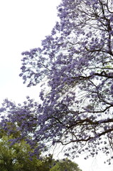 Trees and flowers in the park. Vegetation. Picture taken April 9th.