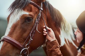 Horse, prepare and face of a racing animal outdoor with woman hand ready to start training. Horses, countryside and pet of a female person holding onto rein for riding and equestrian sport exercise - obrazy, fototapety, plakaty