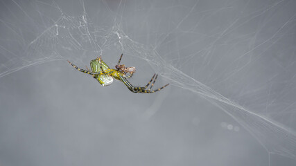Orb weaver spider (Leucauge venusta) on web, Macro shot of insect and wildlife in nature.