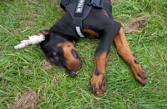 Doberman pinscher dobe puppy dog