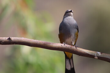 Great spotted woodpecker on a branch. Picture taken May14th. Guanajuato.