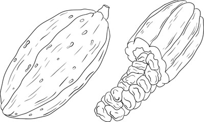 Cocoa, chocolate beans hand drawn vector illustration is sketch style. Organic healthy food. 