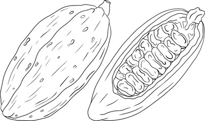 Cocoa, chocolate beans hand drawn vector illustration is sketch style. Organic healthy food. 