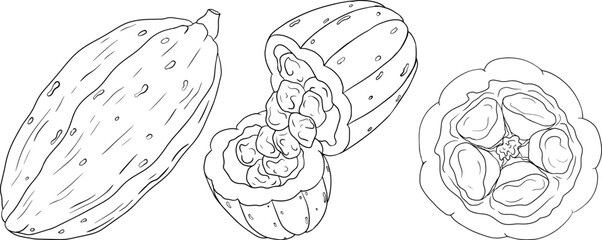 Cocoa, chocolate beans hand drawn vector illustration is sketch style. Organic healthy food. 