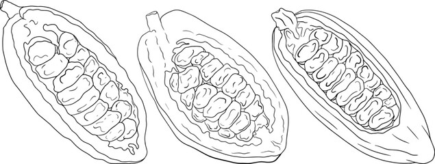 Cocoa, chocolate beans hand drawn vector illustration is sketch style. Organic healthy food. 
